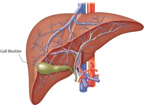 The Connection Between Gallbladder Health and Diet